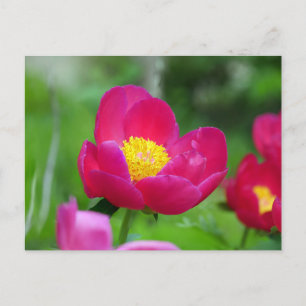 Hot Pink Rose Holiday Postcard