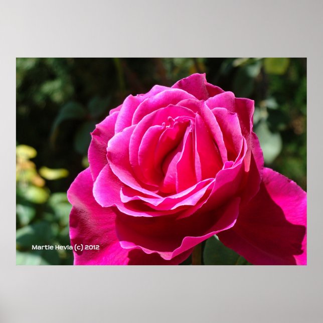 Hot Pink Rose Poster (Front)