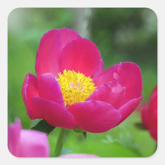 Hot Pink Rose Square Sticker (Front)