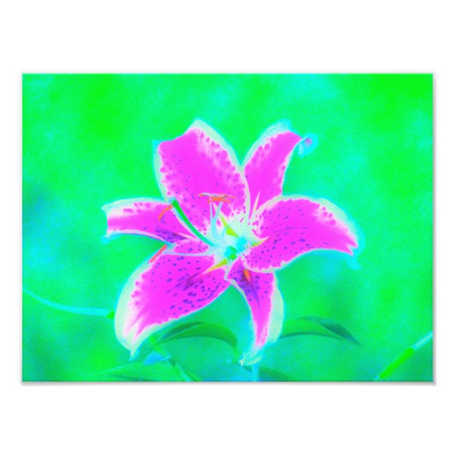 Hot Pink Stargazer Lily on Turquoise and Green Photo Print (Front)