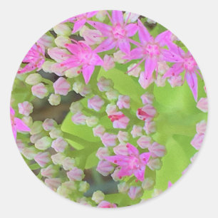 Hot Pink Succulent Sedum with Fleshy Green Leaves Classic Round Sticker