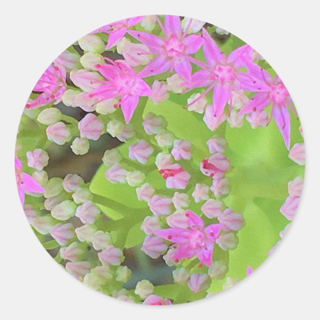 Hot Pink Succulent Sedum with Fleshy Green Leaves Classic Round Sticker (Front)