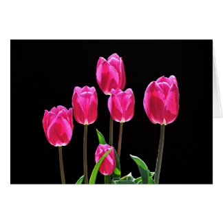 Hot Pink Tulips