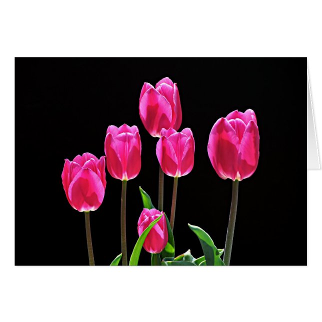 Hot Pink Tulips (Front Horizontal)