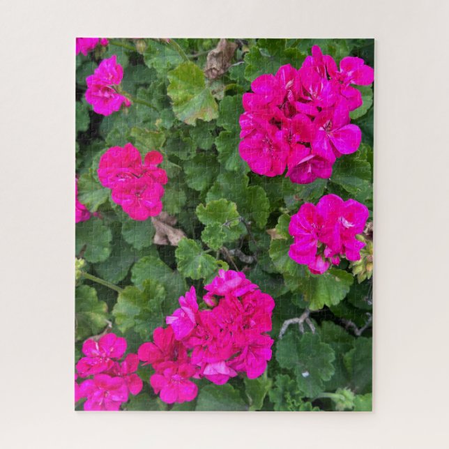 Hot Pink Zonal Geranium, San Mateo Jigsaw Puzzle (Vertical)