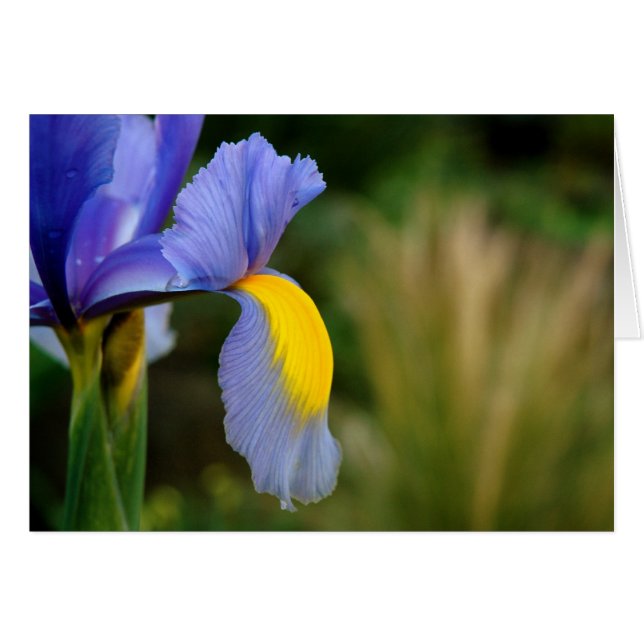 Hot Spot (Front Horizontal)