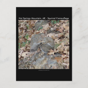 Hot Springs Mountain, AR Squirrel Camouflage Gifts Postcard
