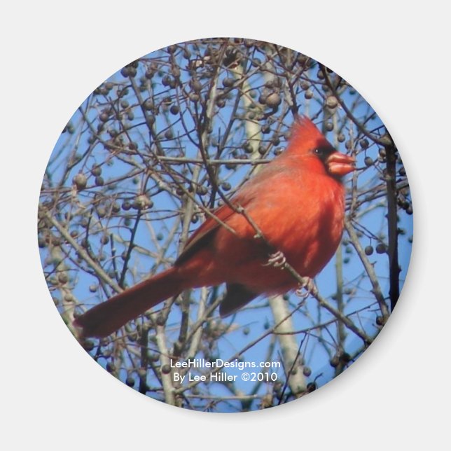 Hot Springs Mountain Promenade  Cardinal Gifts Magnet (Front)