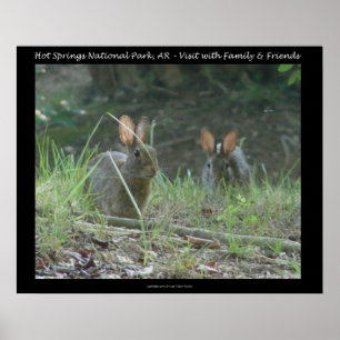 Hot Springs National Park, AR Wild Rabbits Gifts Poster