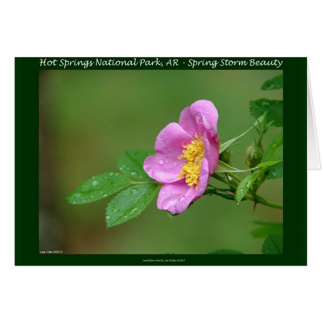 Hot Springs National Park, AR  Wild Rose Gifts (Front Horizontal)