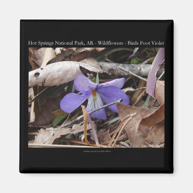 Hot Springs National Park, AR Wild Violets Gifts Magnet (Front)