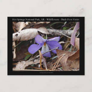 Hot Springs National Park, AR Wild Violets Gifts Postcard