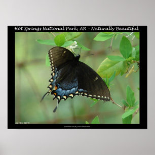 Hot Springs National Park Swallowtail Butterfly Poster