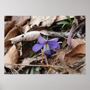 Hot Springs National Park Wildflower by Lee Hiller Poster