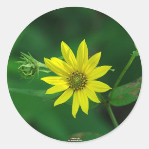 Hot Springs National Park Woodland Sunflower Gifts Classic Round Sticker
