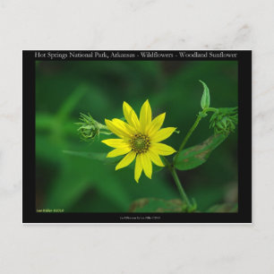 Hot Springs National Park Woodland Sunflower Gifts Postcard