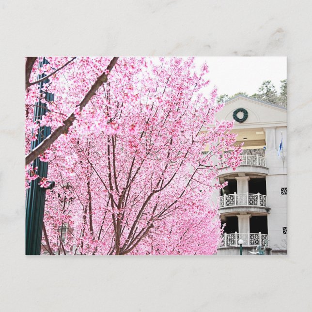 Hot Springs Postcard (Front)