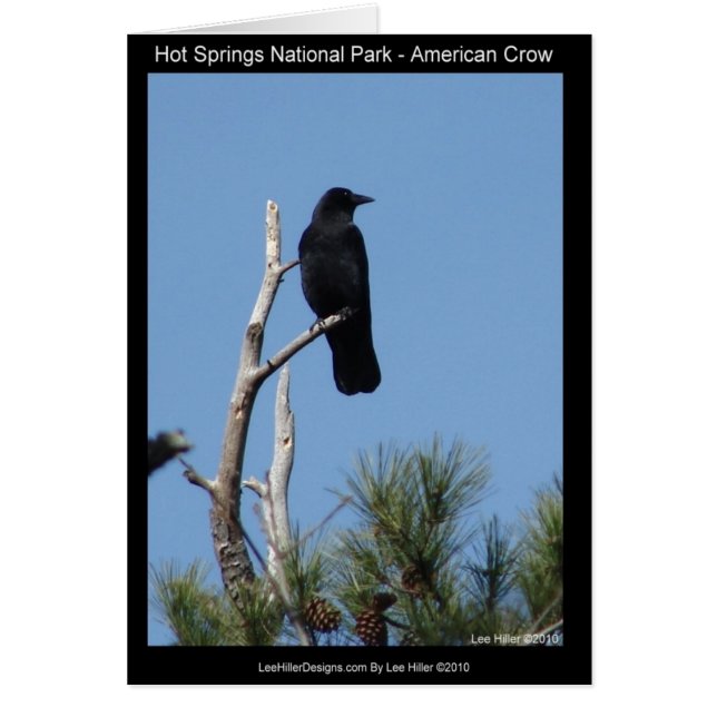 Hots Springs National Park, AR - American Crow (Front)