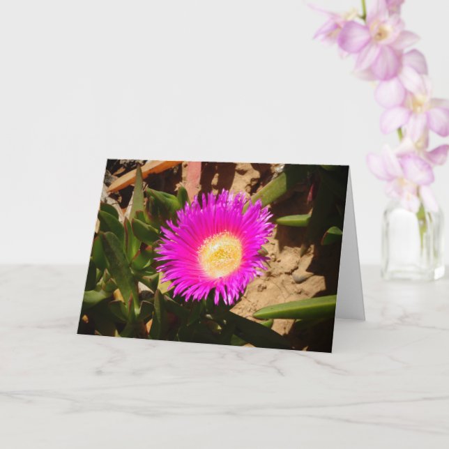 Hottentot Fig Ground Creeping Ice Plant Card (Orchid)