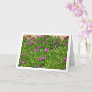 Hottentot Fig, Ice Plant in Canyon Card