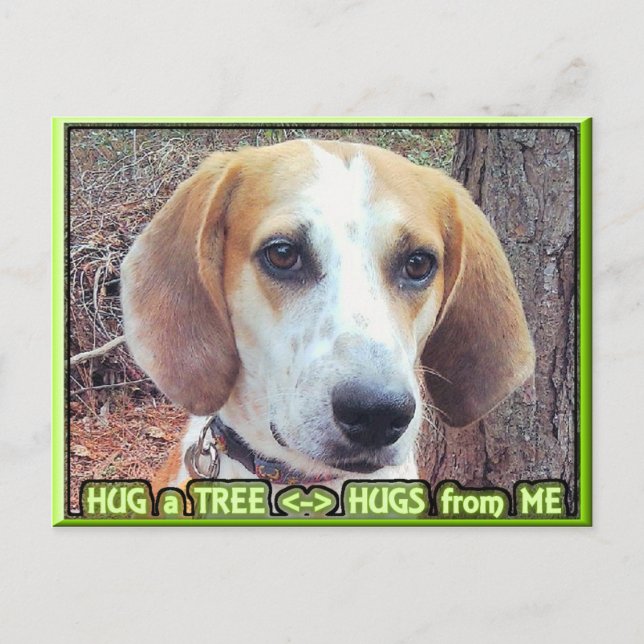 Hound Dog Tree Hugger Postcard (Front)