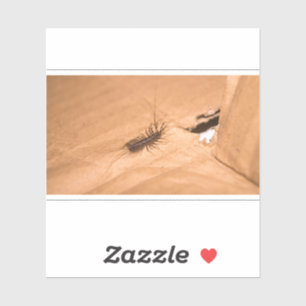 House Centipede