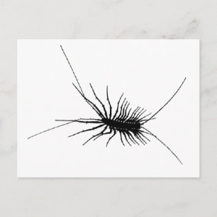 House Centipede Black Scary Bug Insect Gross Large Postcard