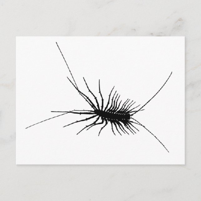 House Centipede Black Scary Bug Insect Gross Large Postcard (Front)