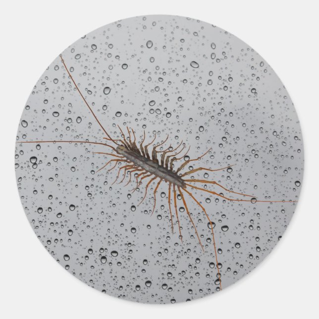 HOUSE CENTIPEDE. CLASSIC ROUND STICKER (Front)