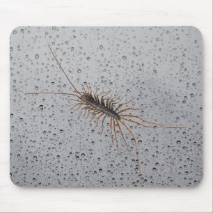 HOUSE CENTIPEDE. MOUSE PAD