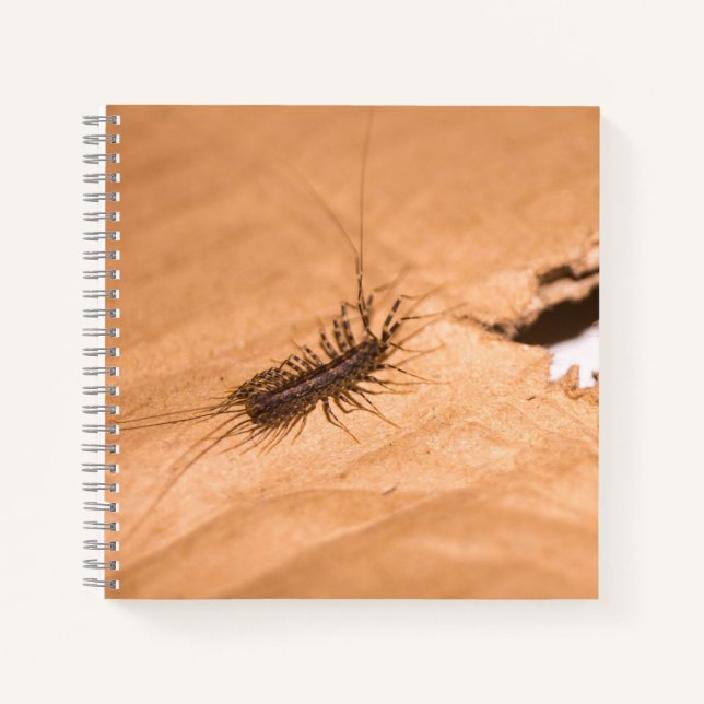 House Centipede Notebook (Front)