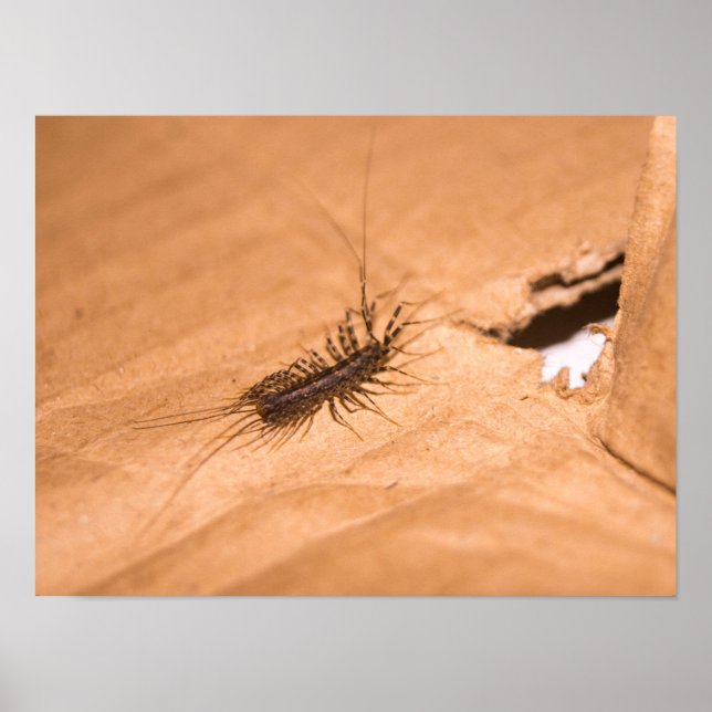 House Centipede Poster (Front)