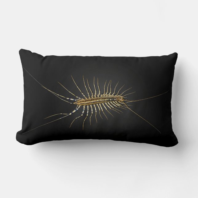 House Centipede Scutigera Coleoptrata Lumbar Cushion (Front)