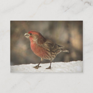 House Finch ATC Business Card