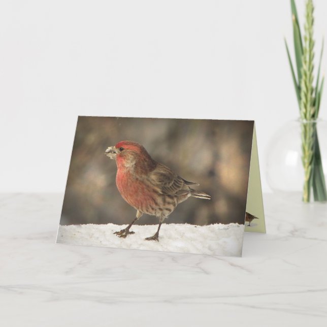House Finch Birthday Card (Front)