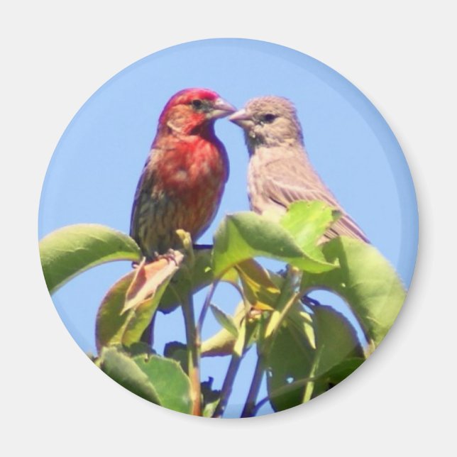 House Finch Couple Magnet (Front)
