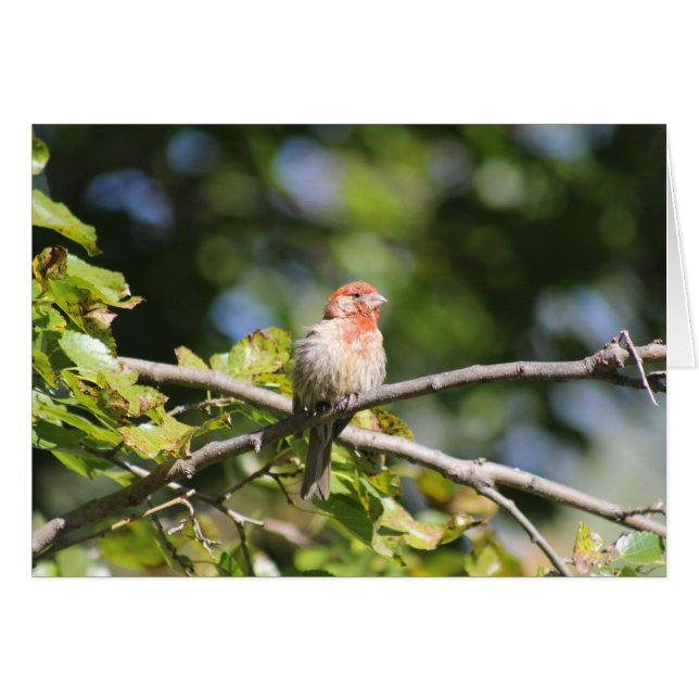 House Finch greeting card (Front Horizontal)