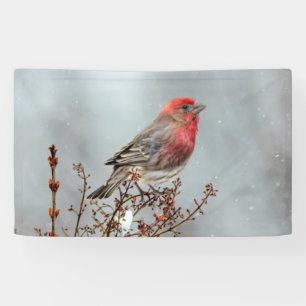 House Finch in Snow - Original Photograph Banner