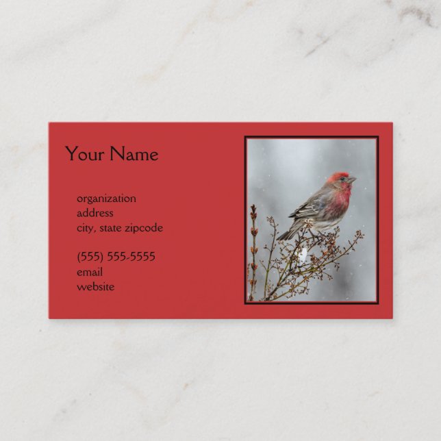 House Finch in Snow - Original Photograph Business Card (Front)