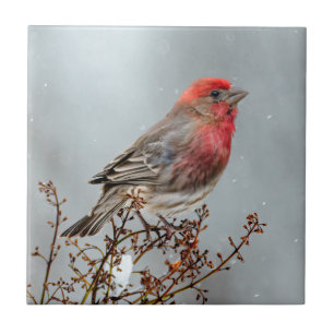House Finch in Snow - Original Photograph Ceramic Tile
