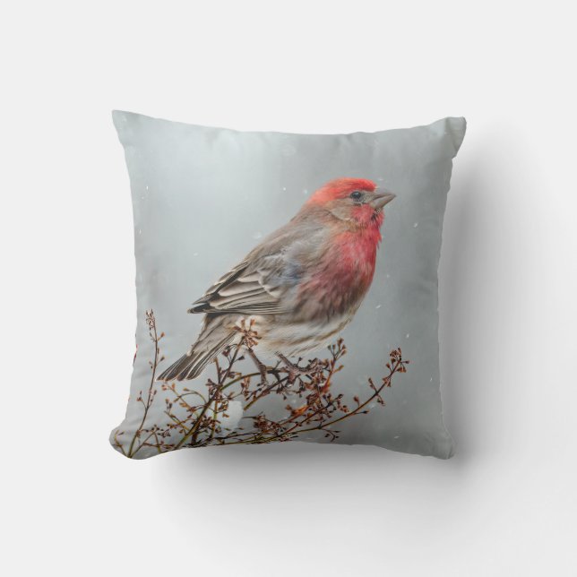 House Finch in Snow - Original Photograph Cushion (Front)