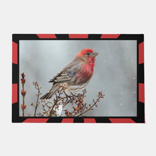 House Finch in Snow - Original Photograph Doormat (Front)