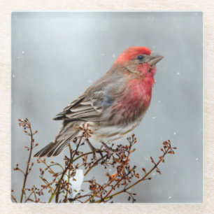 House Finch in Snow - Original Photograph Glass Coaster