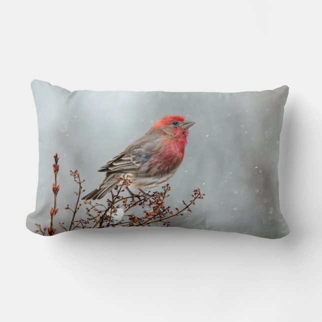 House Finch in Snow - Original Photograph Lumbar Cushion (Front)