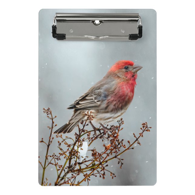 House Finch in Snow - Original Photograph Mini Clipboard (Front)