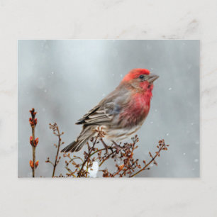 House Finch in Snow - Original Photograph Postcard