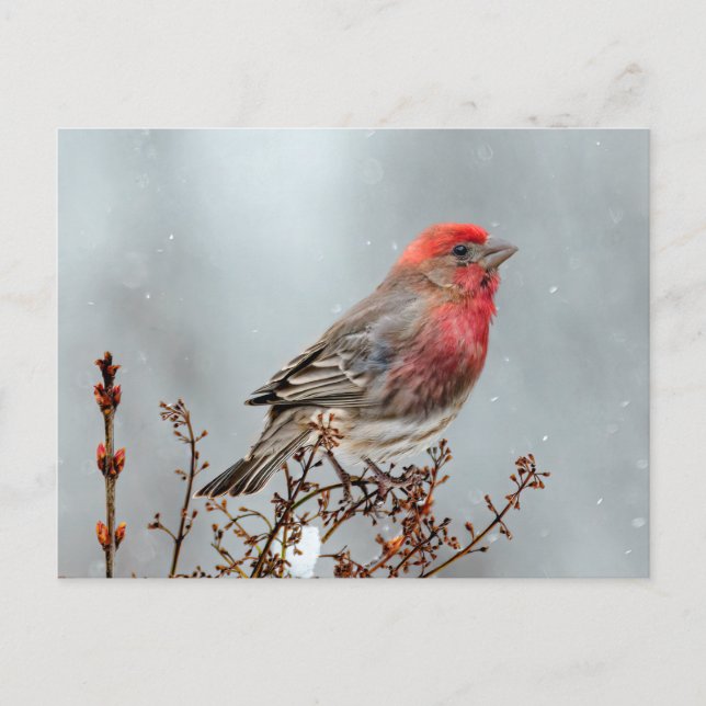House Finch in Snow - Original Photograph Postcard (Front)