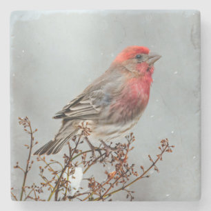 House Finch in Snow - Original Photograph Stone Coaster