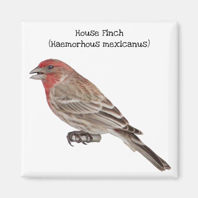 House Finch Magnet (Front)