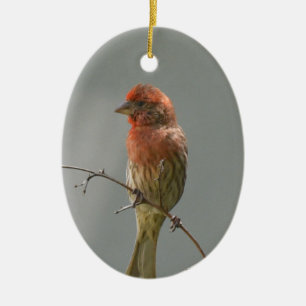 House Finch On A Limb. Ceramic Ornament